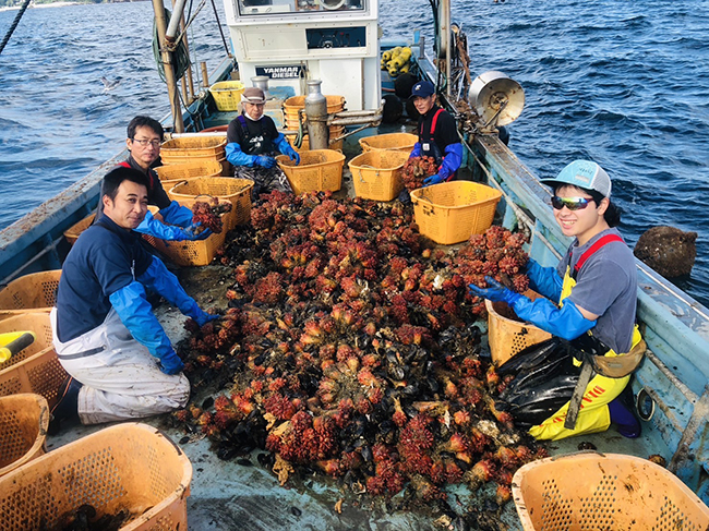 海苔の摘採は寒く暗い内から始まります